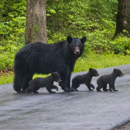 Moonshine Chalet, Hot Tub, Pool Access, Wifi, 1089 Free Tickets Each Paid Day, Dollywood And More Gatlinburg Dış mekan fotoğraf
